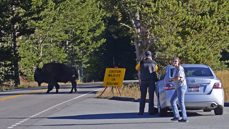 Buffalo on roadway