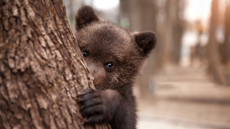 Baby bear behind tree