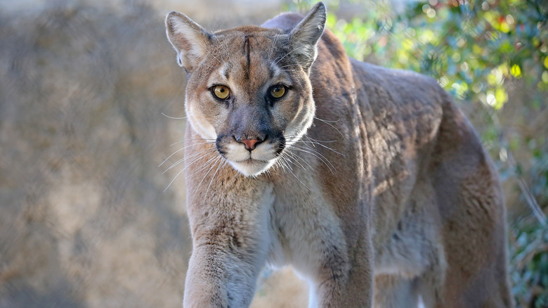 Close-up of a mountain lion