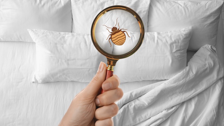 magnifying glass examining bedbug