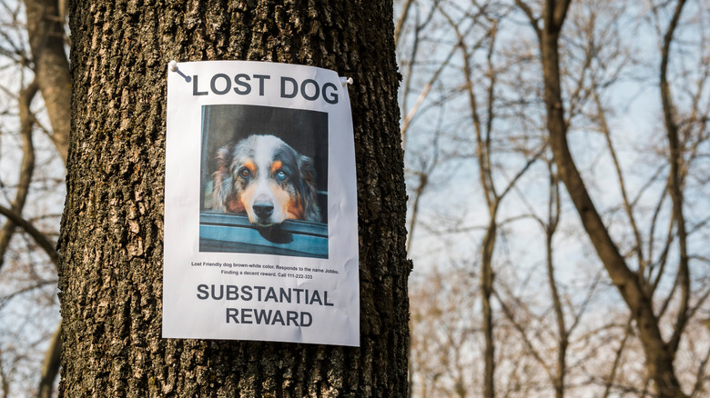 lost dog sign on a tree