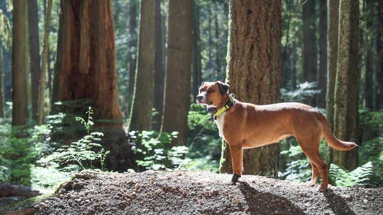 outdoorsy dog with GPS collar