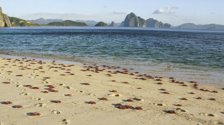 beach with jellyfish 