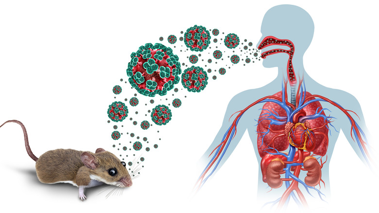 Deer mouse with colored infection path to human respiratory system