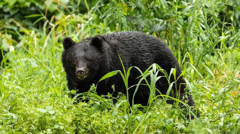 Asiatic black bear blades of grass Iwate