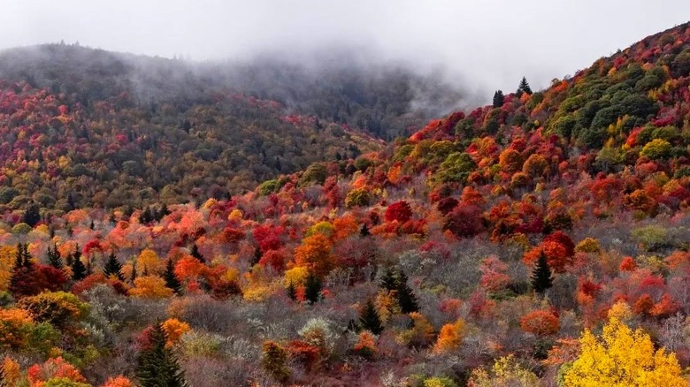 fall foliage-covered mountains topped by cloud