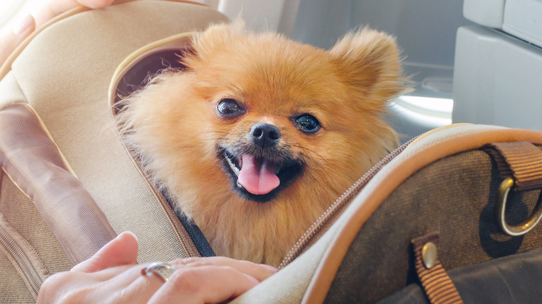 small dog in pet carrier