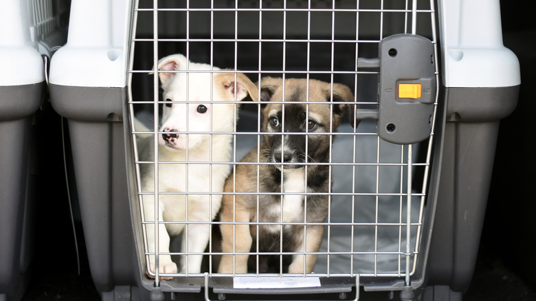 Two puppies in a crate