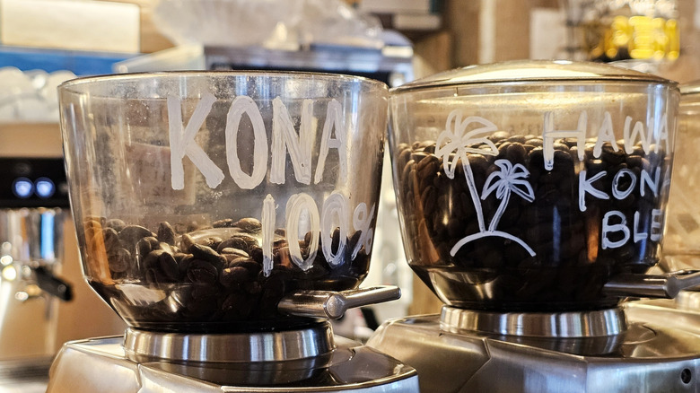 Fresh kona coffee beans ready to be ground