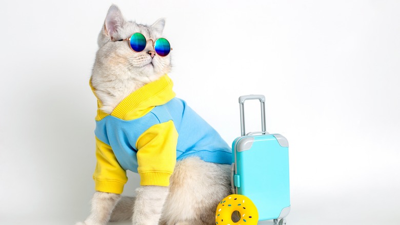 cat with rolling suitcase 