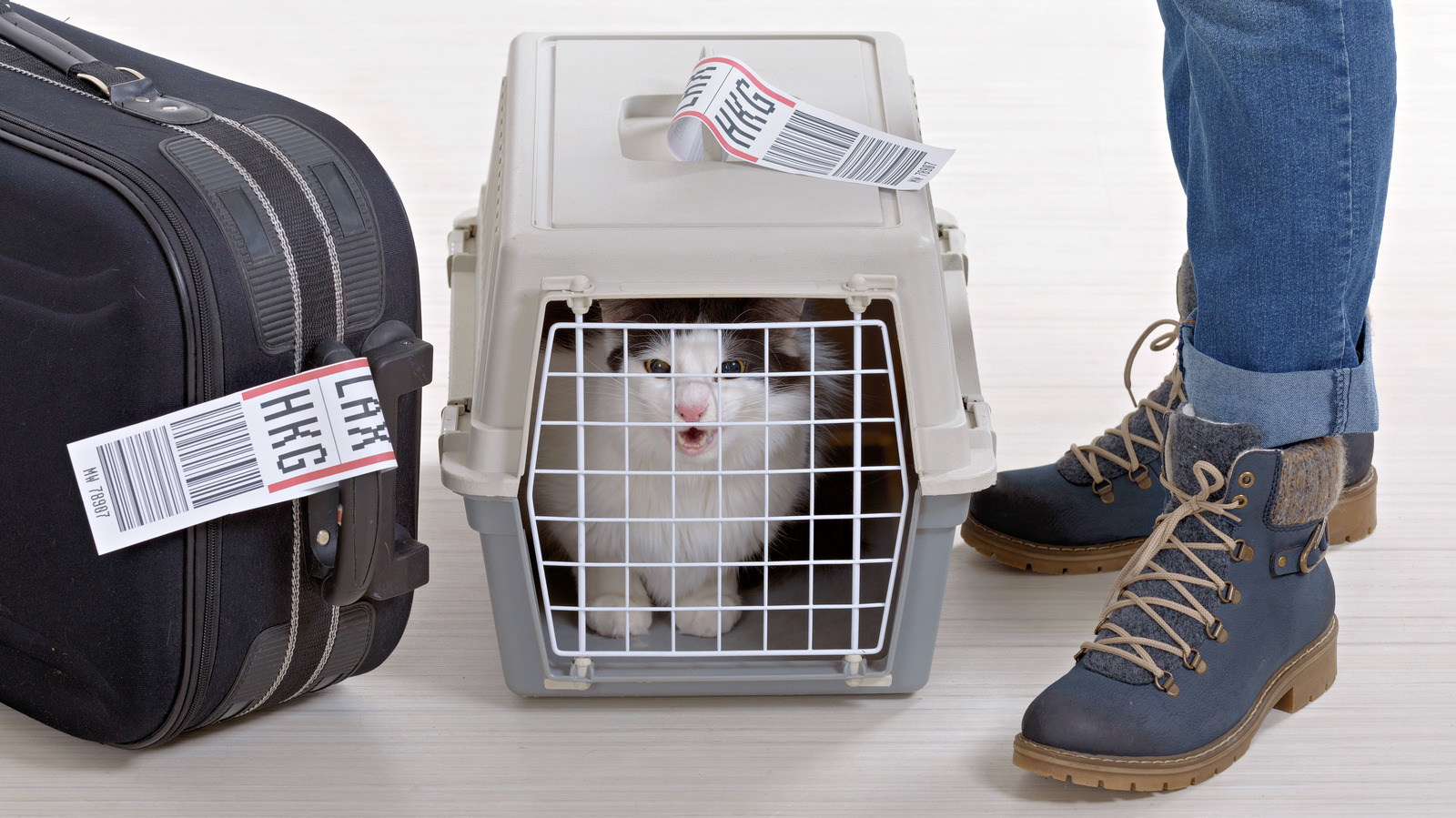 What You Should Know About Airlines' Pet Fees