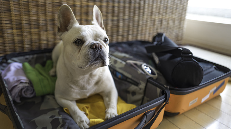 Dog in a suitcase