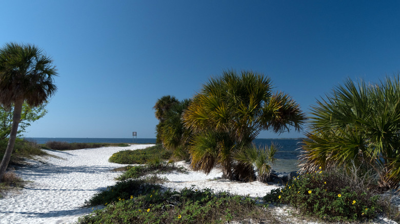 palms along sandy entrance to Bean Point on Anna Maria Island