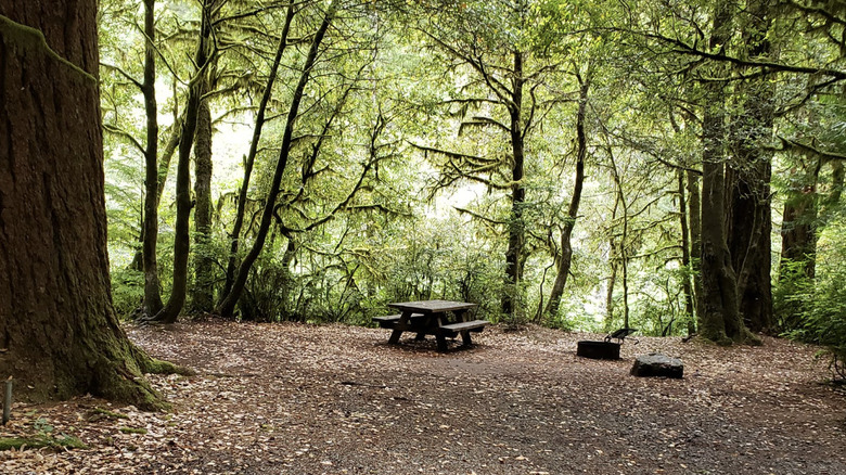 Elk River Road dispersed camping spot