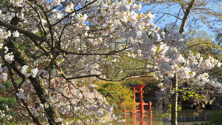 Top 10 places to view beautiful cherry blossoms across the globe 2023