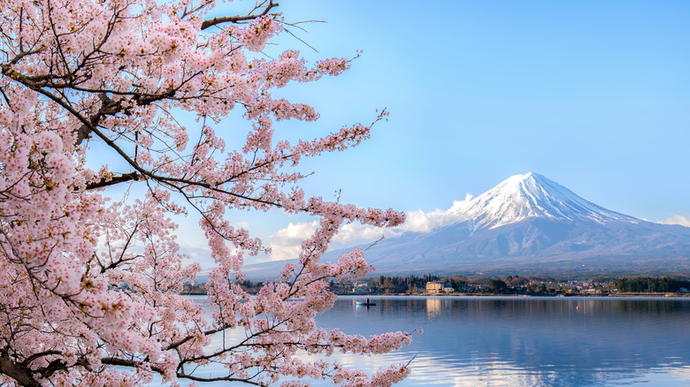 cherry blossoms