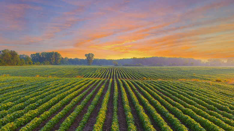 Soybean fields in the Midwest