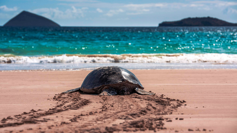 Galápagos tortoise on beach