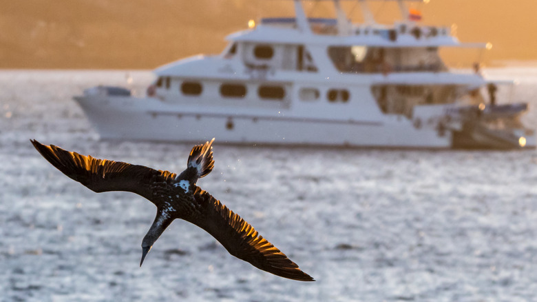 Blue-footed booby flying near boat