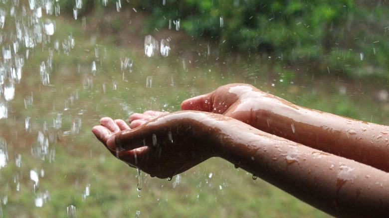 hands collecting rainwater