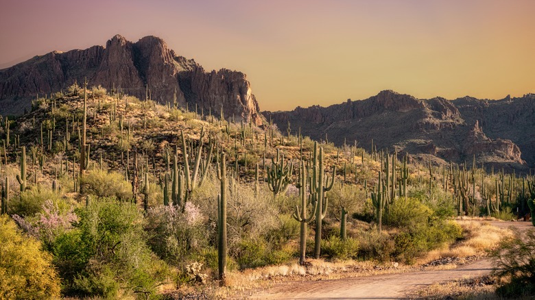 cacti road and mountains at sunset