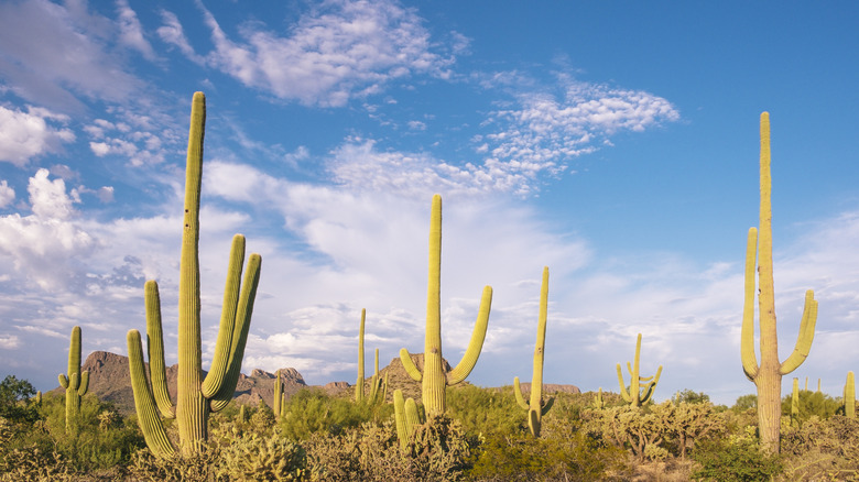 Saguaro cacti in the national park