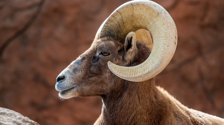 mountain goat close up
