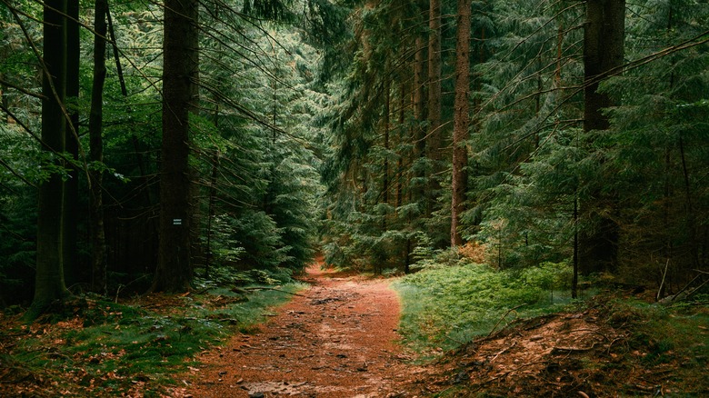 hiking trail through a forest
