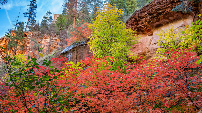 Autumn Foliage Sedona