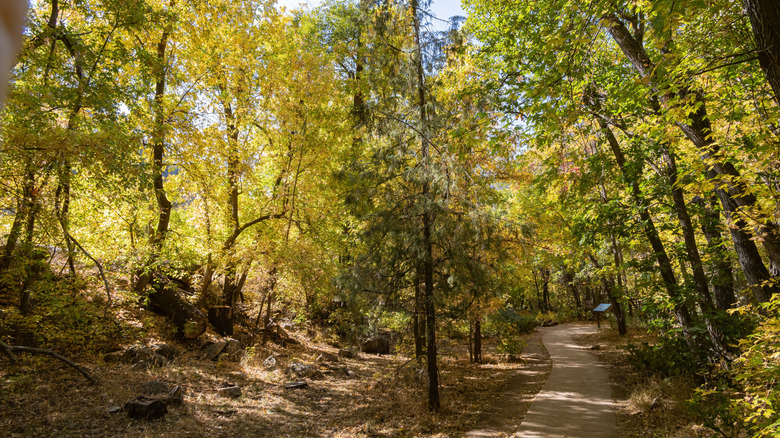 Autumn Foliage Sedona