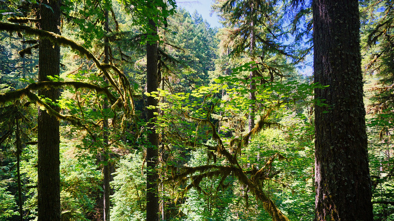 Tall trees with branches covered in greenery