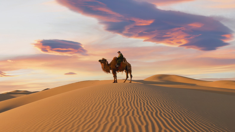 Person on camel in Gobi Desert