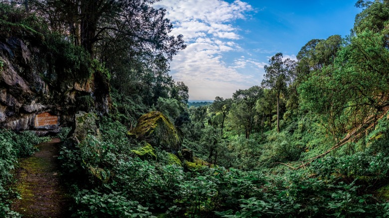 Jungle Kitum Cave, Kenya