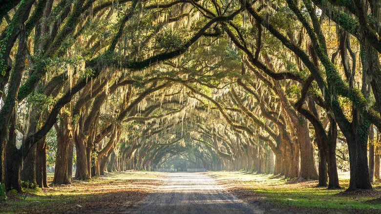 Savannah Georgia live oaks