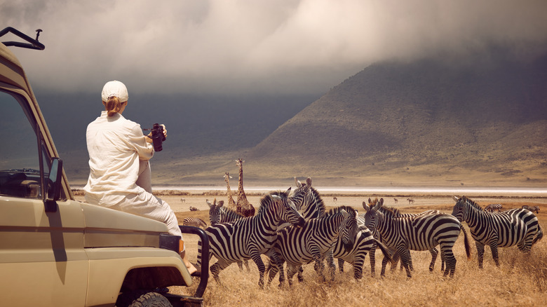 a woman watching zebras and giraffes wandering free on the African plains