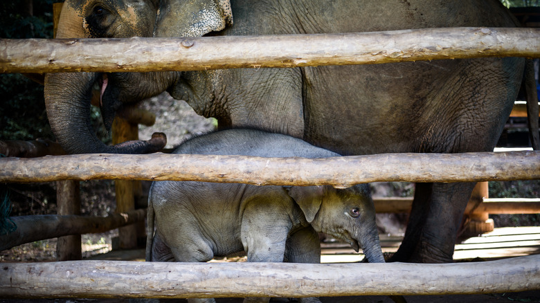 Mother and child elephant behind wooden fence