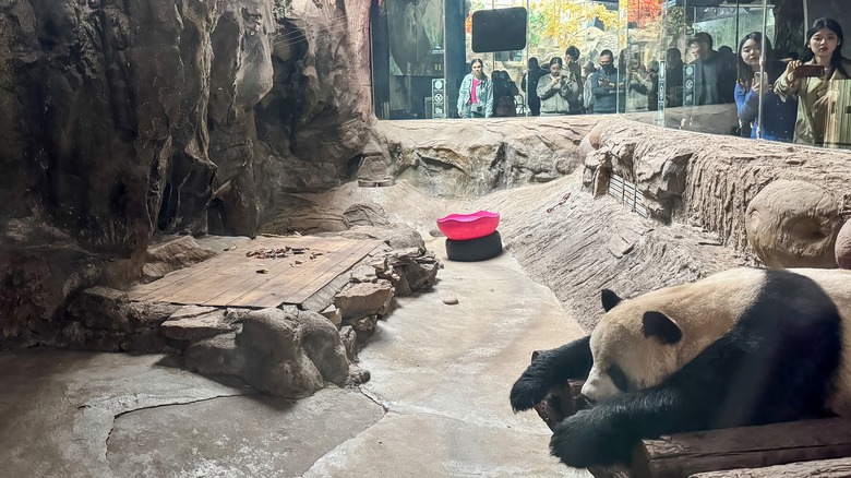 a giant panda lies behind a glass walled enclosure while visitors take pictures