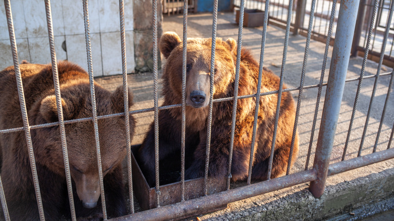 two brown bears looking sad behind bars