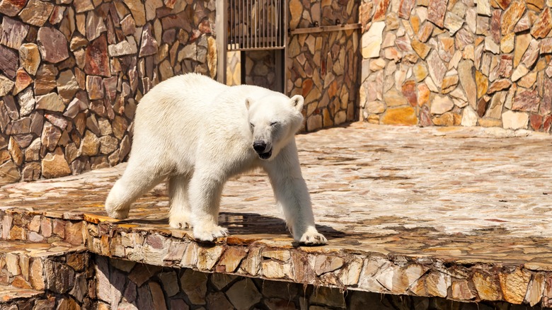 Polar bear in a hot zoo enclosure
