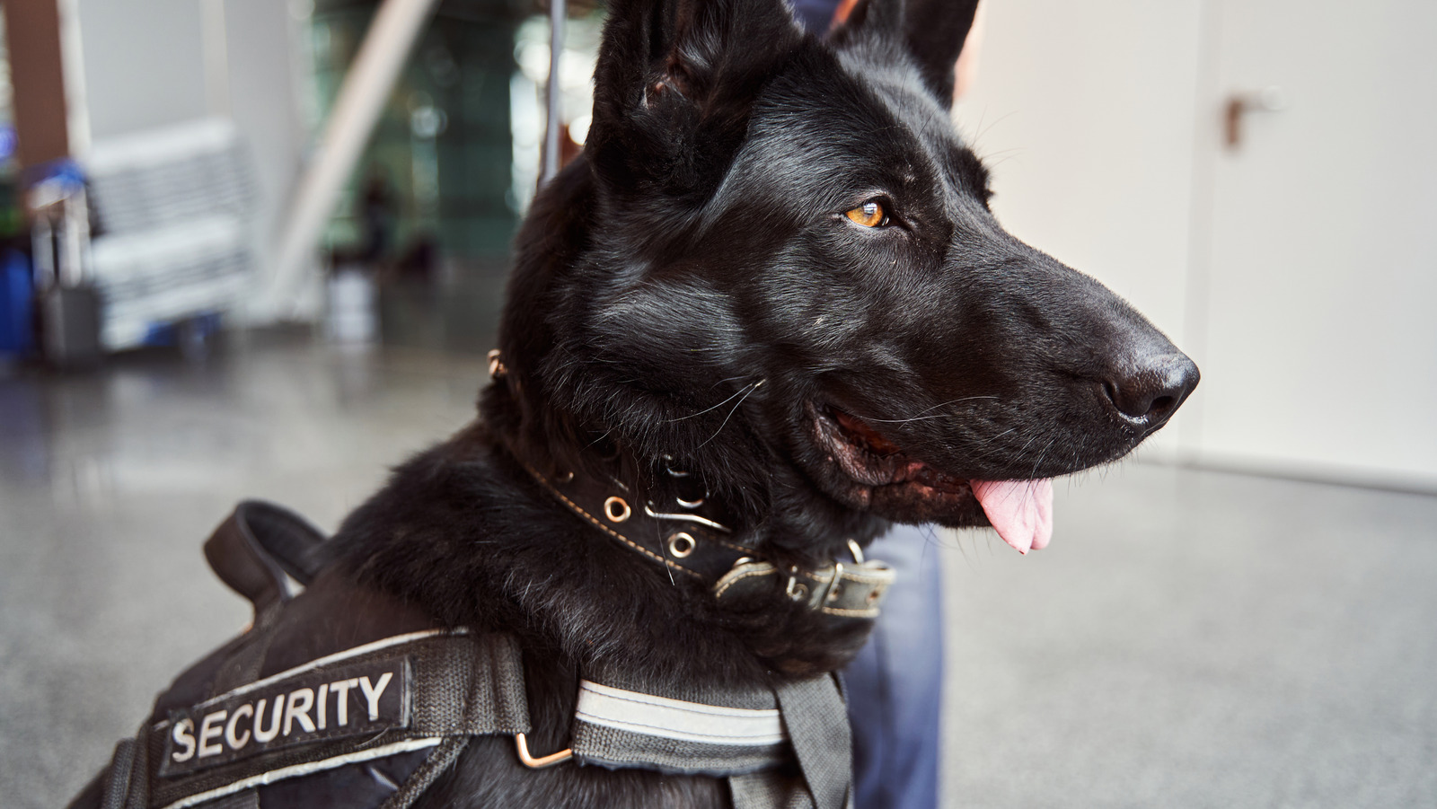 Why TSA Might Have You Walk By A Dog Instead Of Taking Your Shoes Off During Screening