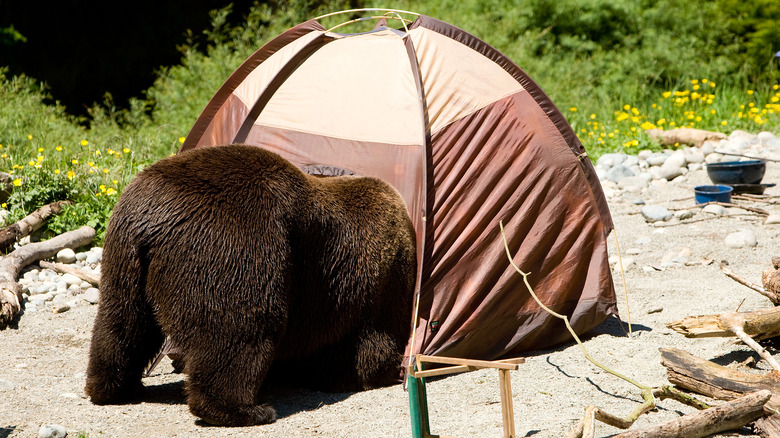 Bear enters tent at a campsite