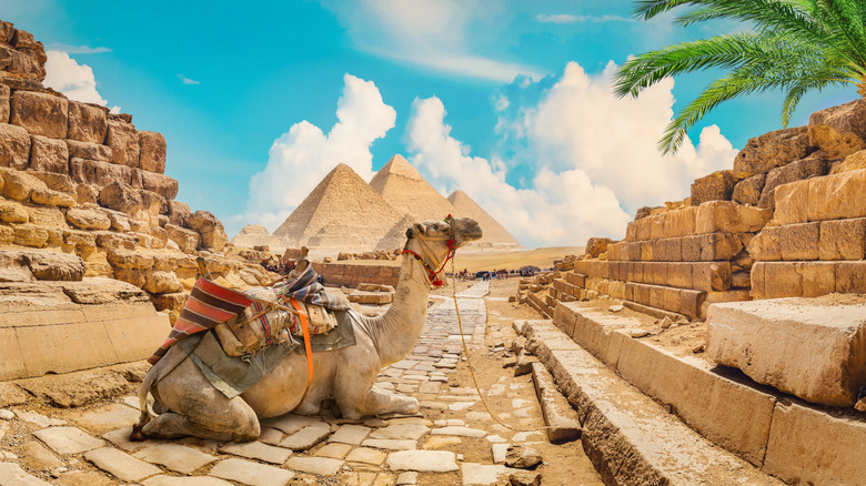 Camel near Pyramids of Giza