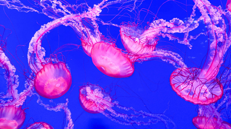 A group of pink medusa jellyfish