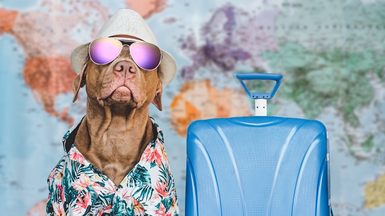 dog with sunglasses and suitcase