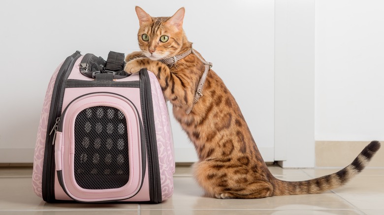 Cat choosing soft-sided carrier