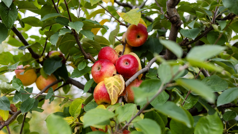 Ripe apples hanging from tree