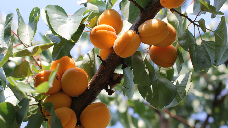 Ripe apricots on tree branch