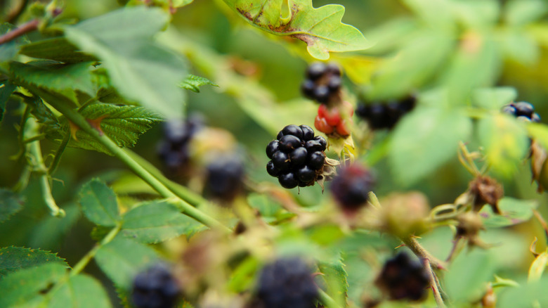 Ripe blackberry on bush in forest