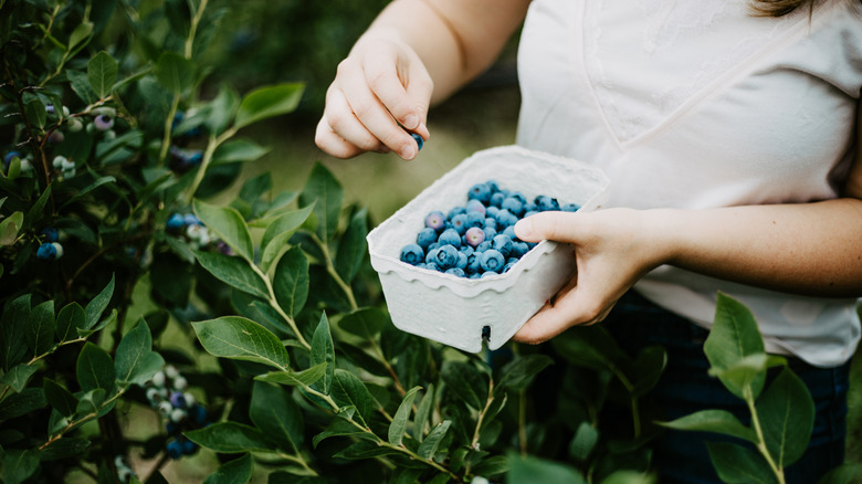 Woman picking blueberries from bush and placing in container