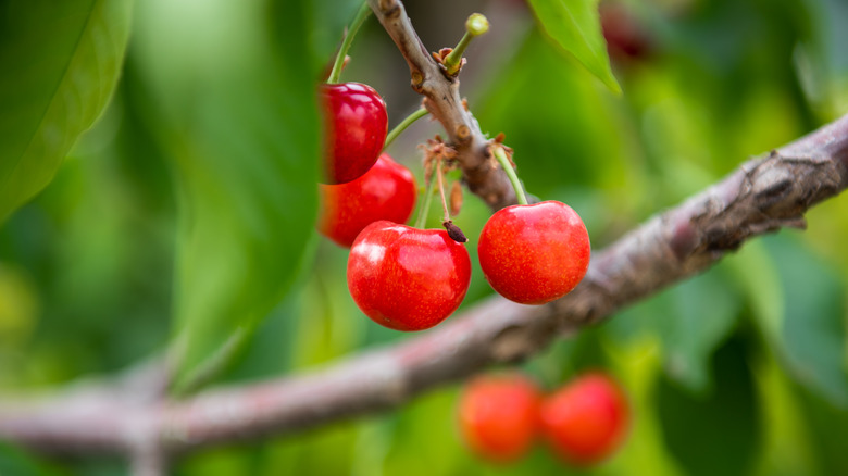 Cherries hanging from tree branch